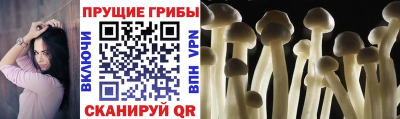 мориарти какой сайт  Лахденпохья  Псилоцибиновые грибы прущие грибы 